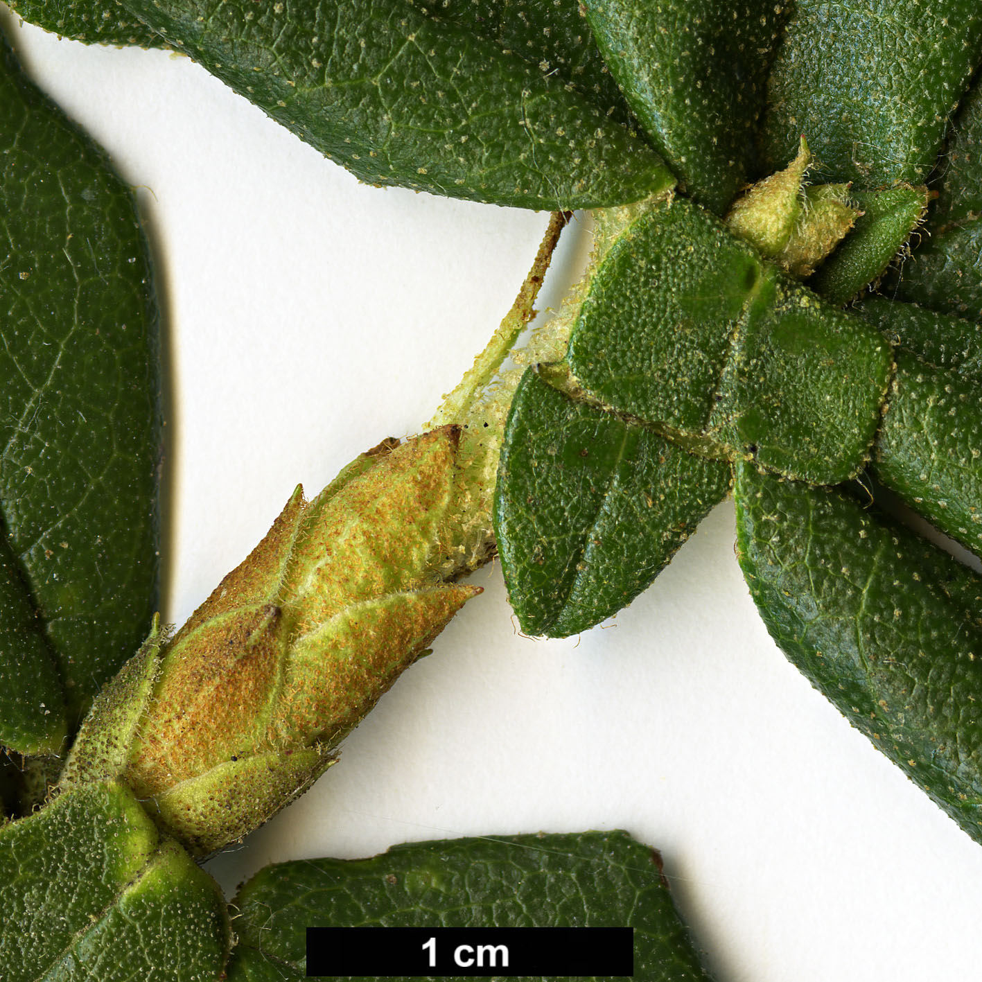 High resolution image: Family: Ericaceae - Genus: Rhododendron - Taxon: cephalanthum - SpeciesSub: subsp. platyphyllum